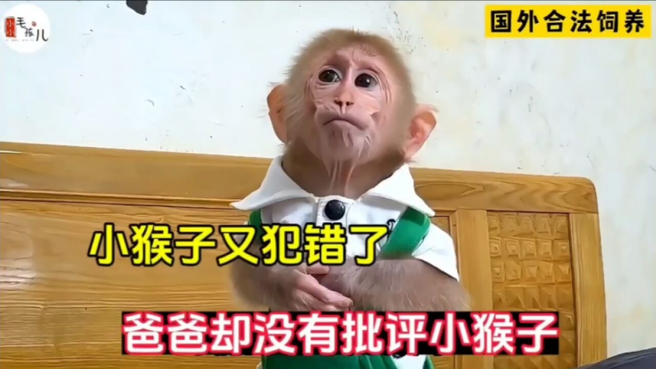 小猴子又犯错了,把床单都弄湿了,太好玩了