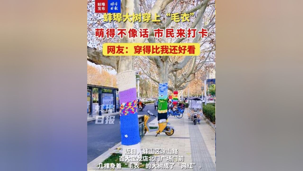 蚌埠大树穿上“毛衣”,萌得不像话,市民来打卡