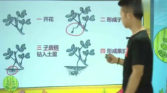 小学语文课文:落花生,大家还记得这个课文吗?一起来回顾一下吧