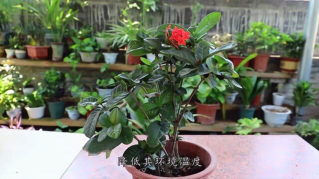 不懂养龙船花?学学这些“关键点”吧,养护轻松开花贼猛