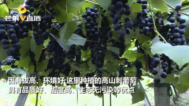 “黑珍珠”滞销!怀化中方县200万斤高山刺葡萄等你带它回家