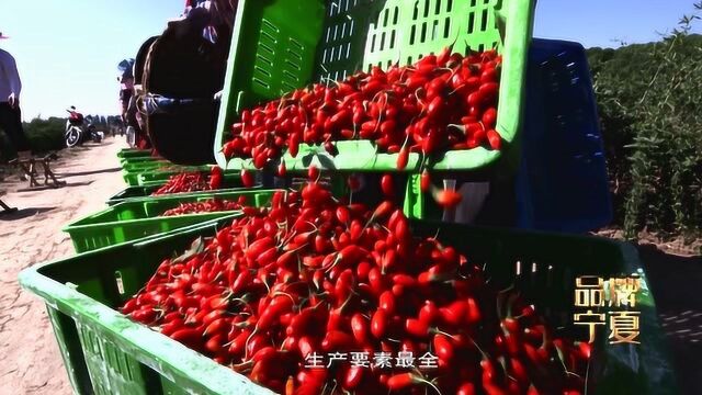 宁夏枸杞红遍中国,走向世界!天赐之礼,“宁夏红宝”果然名不虚传