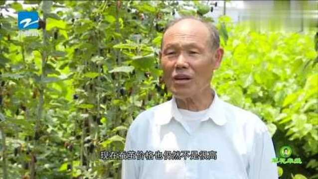 翠花牵线——绍兴上虞ⷦžœ香四溢