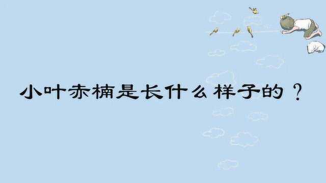 小叶赤楠是长什么样子的?