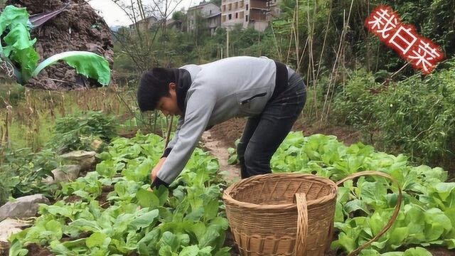 在农村吃自己种的菜,邻居家白菜苗不错,湖南小伙挖一些栽种