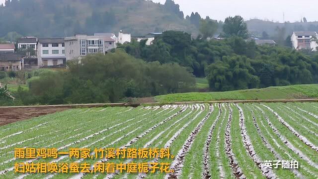 四川达州:带你走进渠县土溪蒲头坝欣赏田园风光 这是你梦里的故乡吗