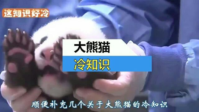 关于大熊猫的知识