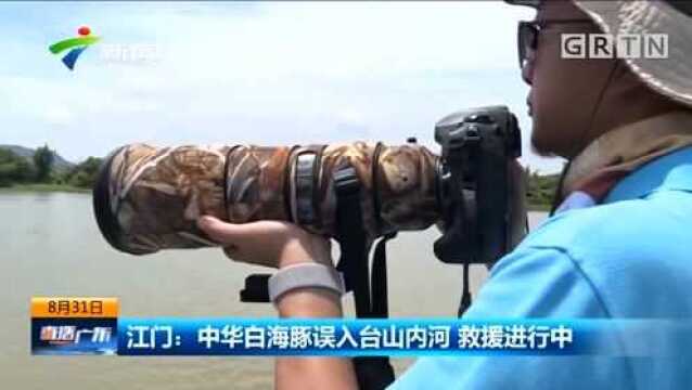 江门:中华白海豚误入台山内河 救援进行中