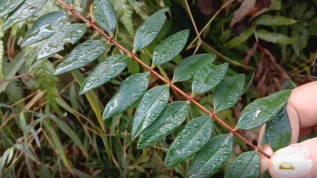 金丝梅,一种黄色花朵的植物,很多人还不了解它的这些用途?