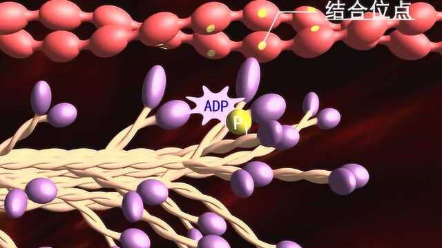 肌肉收缩的分子机制 | 芥末生化堂