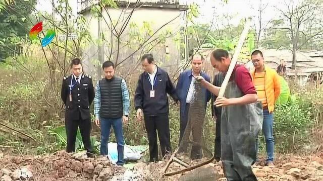 南海填埋销毁15000斤埃及塘虱!