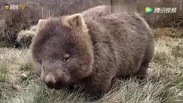 你见过跟大熊猫一样萌的熊吗?澳洲树袋熊