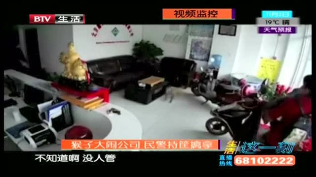 猴子大闹公司 民警持筐擒拿!