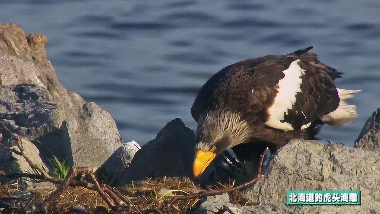 虎头海雕享受北海道鲱鱼提供的饕餮盛宴!物种未来仍靠幼鸟的存活!