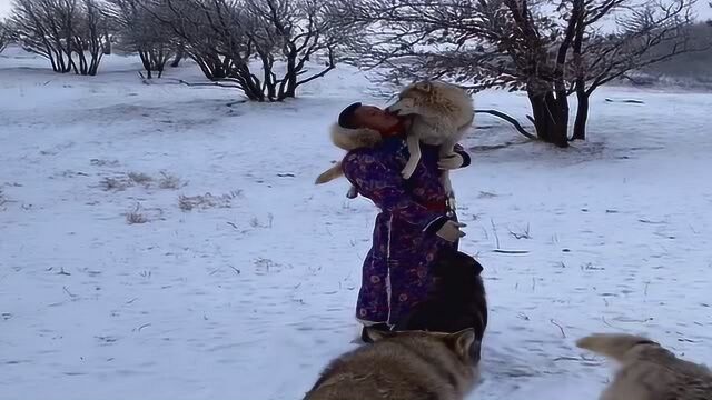 狼争风吃醋,狼皇后讨好大叔,狼王看到媳妇变心,要攻击大叔出口恶气