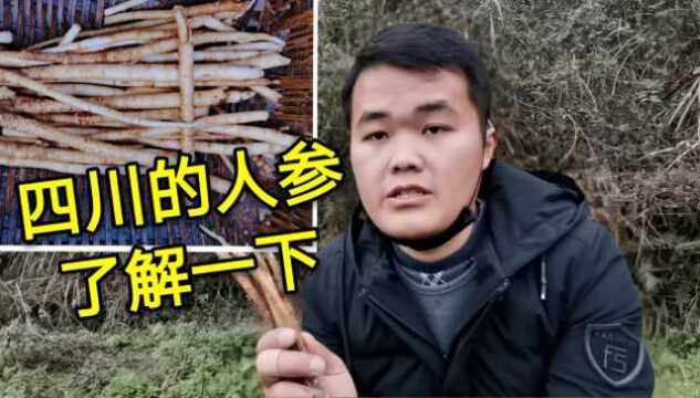 四川也有“人参”?90后小伙带你挖参,这种参可入药可炖肉,大补!