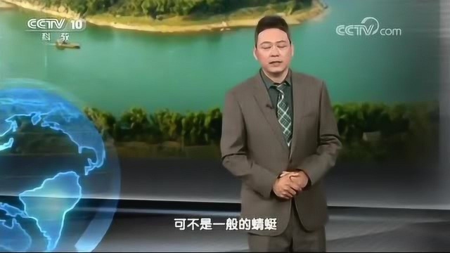 这个咬人的蜻蜓可以不一般,足足有30厘米大