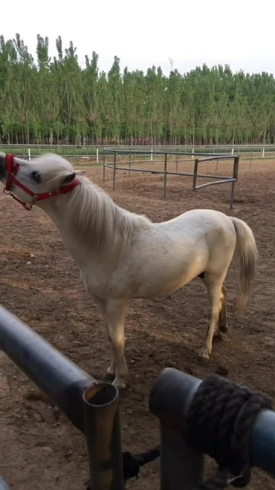 Thumbplayer Poster Plugin Image