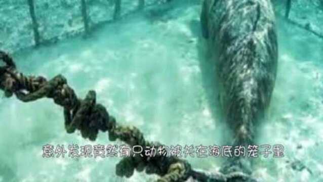 潜水者潜水时,发现竟有只神秘生物被关在海底的笼子里,凑近一看忍不住落泪