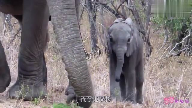 让马和斑马杂交,生出这样的奇怪生物,专家表示不好取名字