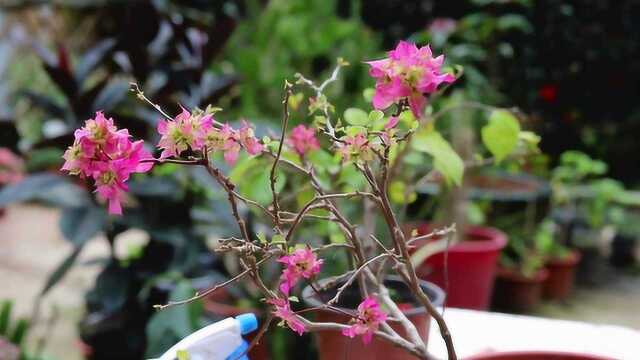 三角梅3招“定江山”,花开满枝,见花不见叶