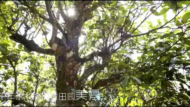 保山旅行超话保山文化,公益短片 ,“疫”去春来