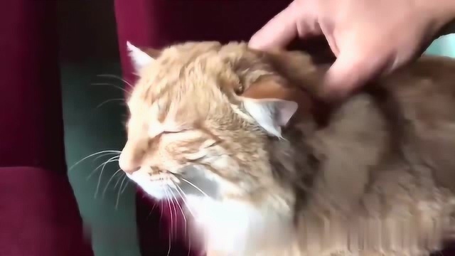 小橘猫介绍,确定这是猫中的最凶狠的品种?