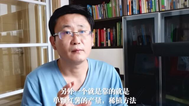 想要亩产上万斤,每亩栽多少棵红薯更合适?别做错了