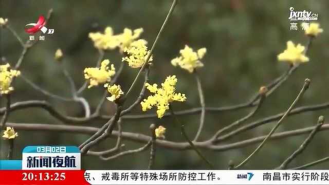 南昌湾里区:梓木花迎春绽放