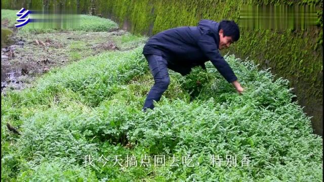 农村这种野菜水渠才有,鱼哥小时候没啥吃,吃这个长大,你认识吗