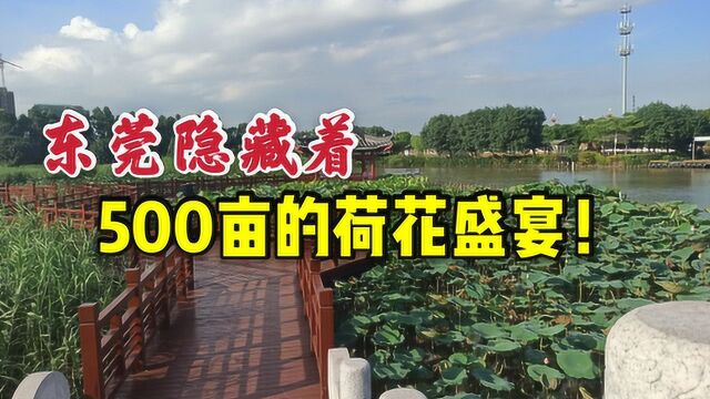 东莞周边竟隐藏着一大片花海,500亩荷花争奇斗艳,很多人不知道