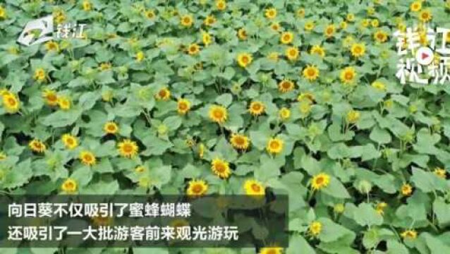 义乌向日葵争相开放 美不胜收引游客拍照打卡