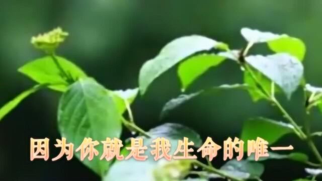 祁隆演唱的《想着你亲爱的》,这歌太好听了,深情满满