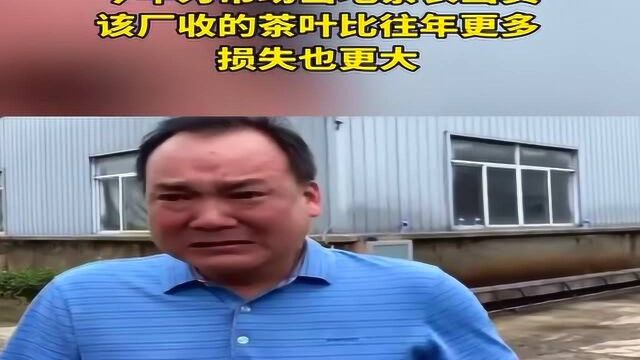 安徽歙县洪灾,茶企3000吨茶叶被泡,负责人心疼痛哭!