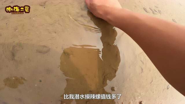 退大潮赶海,二蛋捡到20斤重的深海鲈鱼王,比爆桶还开心