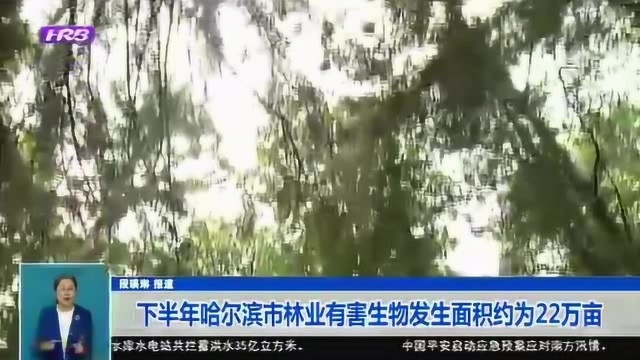 哈尔滨市林草局分析预测:下半年林业有害生物发生面积约为22万亩