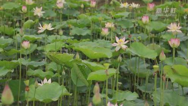 荷花种植专业户陆宁:15年打造“荷花经济”