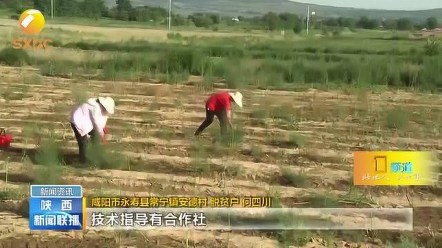 走向我们的小康生活:咸阳永寿县山区群众搞“特产”走富路