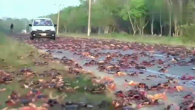 汽车驶过铺满螃蟹的公路,见证生离死别的感动