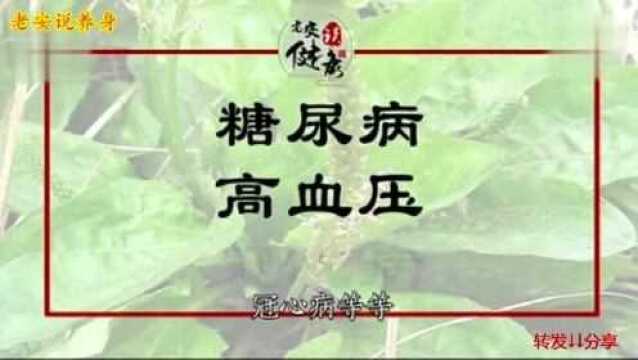 痛风最怕这种草,农村到处都是,吃了再也不痛!