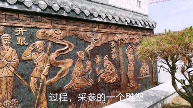 小玳姐一家参观全国最大西洋参产业园,体验参文化,晚餐吃鸭绿江野生鲤鱼