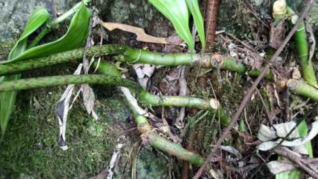 农村不起眼的植物:竹根七,四川陕西居多,有什么用处呢