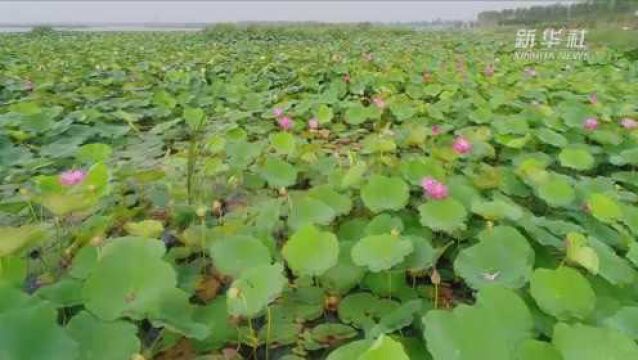 河北南宫:昔日废坑塘 今日荷花塘