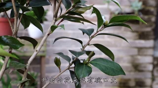 茶花开出的花朵太小?用上3个方法后,花开“碗口大”