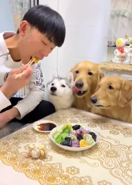 狗狗跟主人抢吃的，主人一个动作，让它吃到了苦头！