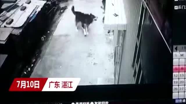 大型阿拉斯加犬,疯狂袭击小男生,男孩被恶狗直接咬伤