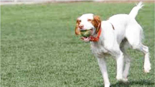 “国宝级猛犬蒙古细犬,居然没上斗犬排名,比藏獒还凶猛的狗!