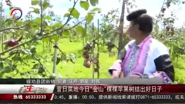 昔日菜地今日“金山”棵棵苹果树结出好日子