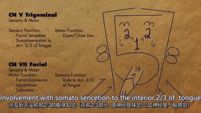 双语字幕:12对颅神经的记忆及功能