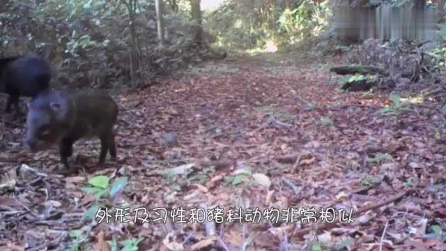 非常独特的杂食动物领西猯,与猪很相似,雄性却有獠牙